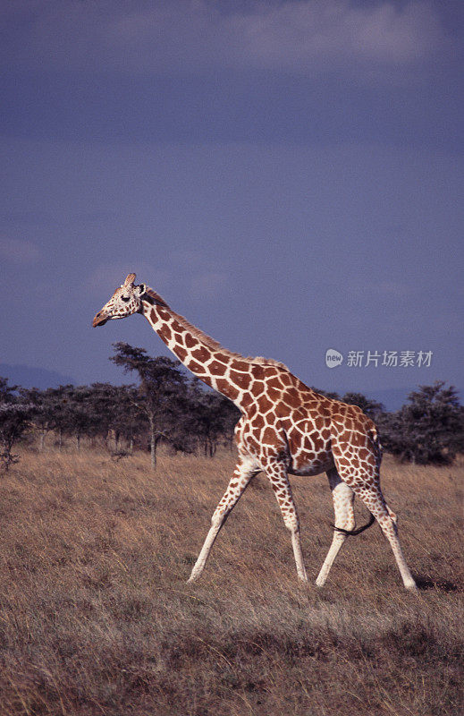 Rothschild Giraffe walking